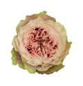 ΤΡΙΑΝΤΑΦΥΛΛΑ ΡΟΖ 60εκ. ROSEN  HELEN OF TROY 60cm